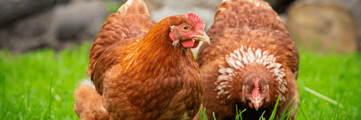 two brown hens in grass